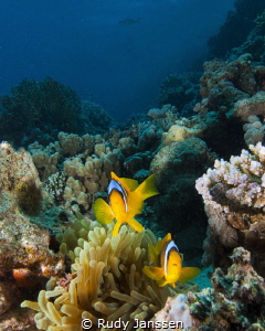 Clown fish wide angle by Rudy Janssen 